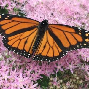 Meet your Posher, Farley